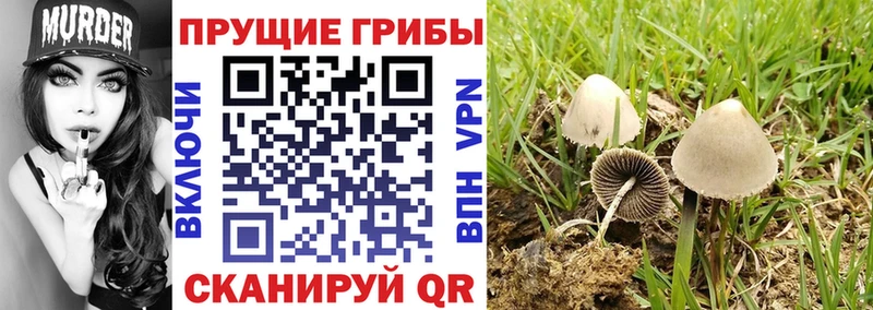Псилоцибиновые грибы MAGIC MUSHROOMS Кызыл